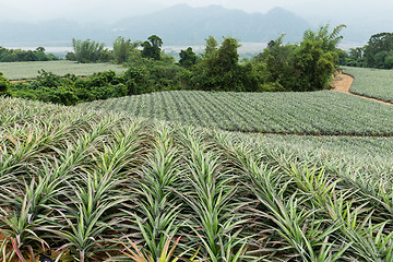 Image showing Pineapple fruit farm