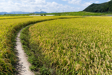 Image showing Walkway though Paddy rice