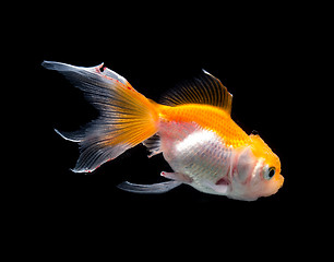 Image showing Goldfish isolated on black background