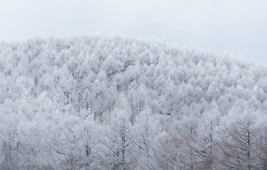 Image showing Trees with snow mountain