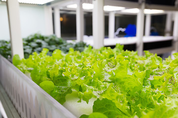 Image showing Hydroponic plantation system