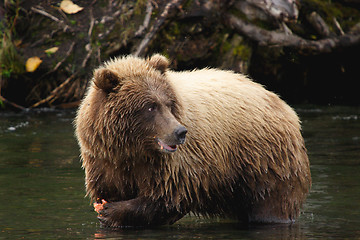 Image showing salmon eating