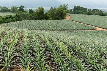 Image showing Pineapple fruit field