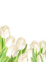 Image showing Bouquet of white tulips. EPS 10