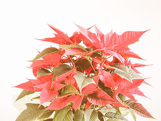 Image showing Retro looking Poinsettia Christmas star