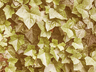 Image showing Retro looking Ivy leaves