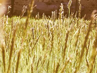 Image showing Retro looking Grass meadow weed