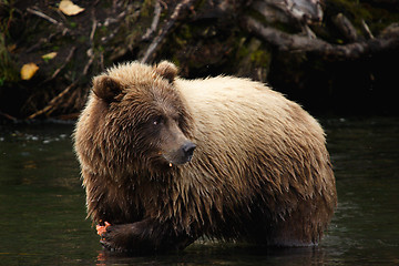 Image showing salmon eating