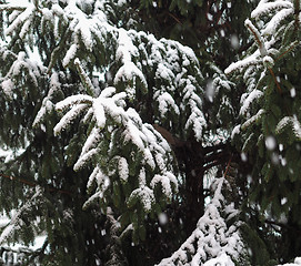 Image showing Winter scene with snow