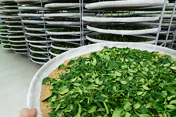 Image showing Fermentation of tea