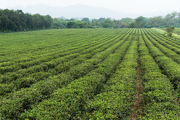 Image showing Tea plantation farmland