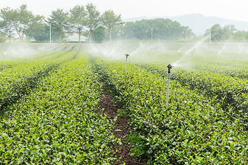 Image showing Water supply for green tea farm in TaiTung, TaiWan