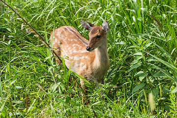 Image showing Wild Red Deer