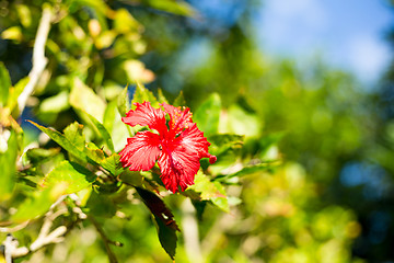 Image showing Red hibiscus