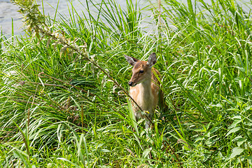 Image showing Roe deer 