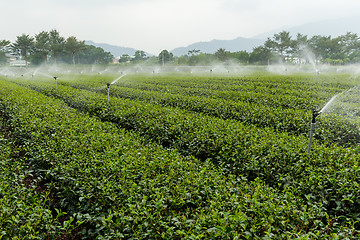 Image showing Tea garden