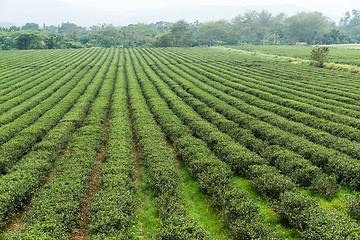 Image showing Green Tea Farmland