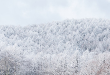 Image showing Foggy winter landscape in the mountains