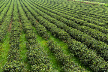 Image showing Fresh green tea plantation