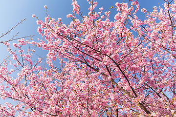 Image showing Sakura tree with blue sky