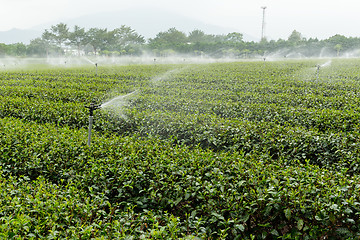 Image showing Tea farm 