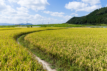 Image showing Asia paddy field