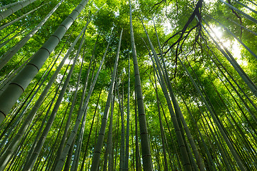 Image showing Bamboo forest