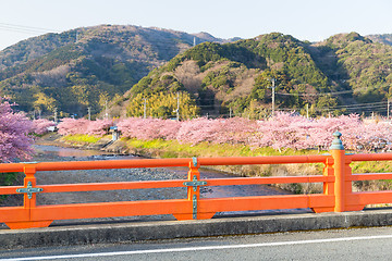 Image showing Sakura flower in Japan