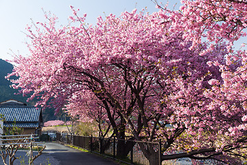 Image showing Beautiful sakura tree