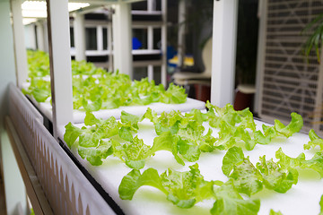 Image showing Plants cultivated in hydroponic system