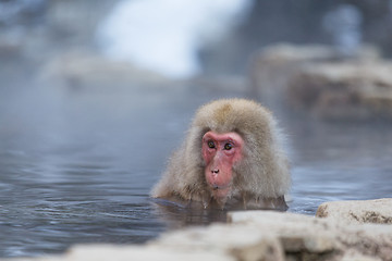 Image showing Snow monkey taking bath with hot spring water,