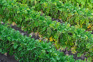 Image showing Radishes plant in a farm field