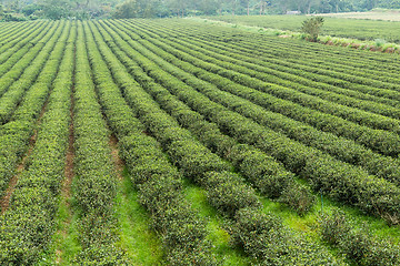 Image showing Water sprinkler at the tea farm