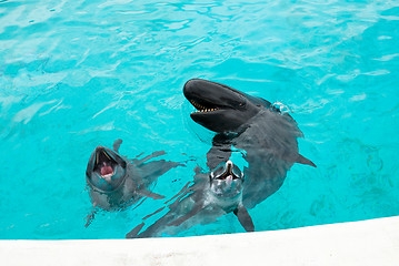 Image showing Dolphin and Whale ask for food