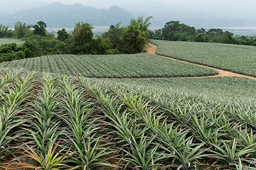 Image showing Pineapple fruit farm