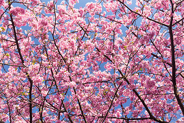 Image showing Sakura cherry