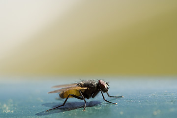 Image showing Nasty housefly