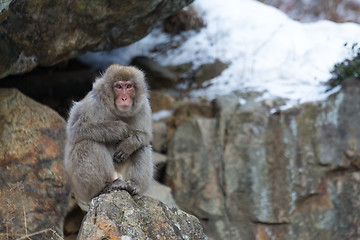 Image showing Snow monkey