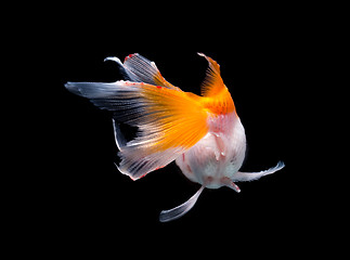 Image showing The rear view of Gold fish