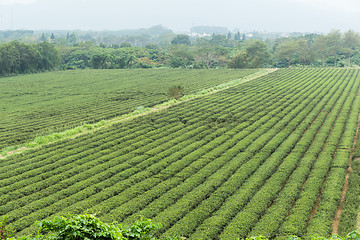 Image showing Tea plantation