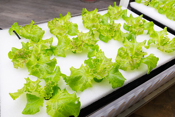 Image showing Cultivation vegetables in hydroponics system at indoor