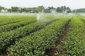 Image showing Green Tea Farm in TaiWan