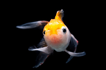 Image showing Oranda Goldfish