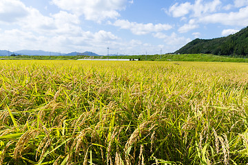 Image showing Rice meadow