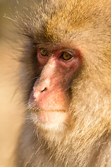 Image showing Thinking monkey