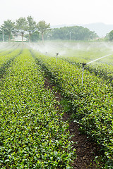 Image showing Watering with sprinkler of green tea farm in TaiTung, TaiWan