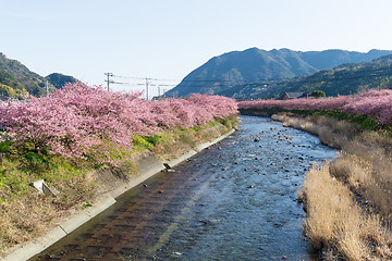 Image showing Sakura in kawazu