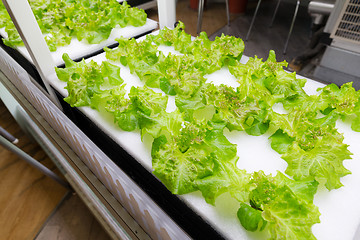 Image showing Hydroponic vegetable is planted in a garden