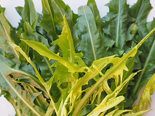 Image showing Catalonian chicory salad