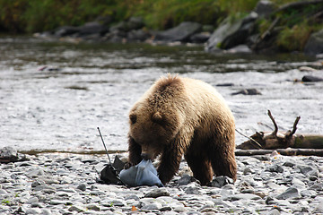 Image showing Bear's interest